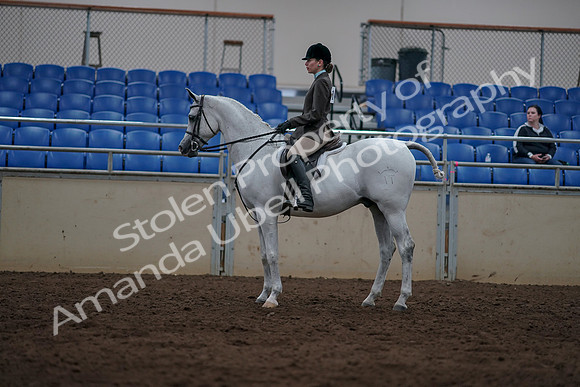 2019 Morgan Horse Show - Sept 01, 2019 - 08760