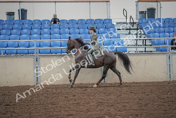 2019 Morgan Horse Show - Aug 30, 2019 - 15607