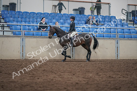 2019 Morgan Horse Show - Sept 01, 2019 - 09023