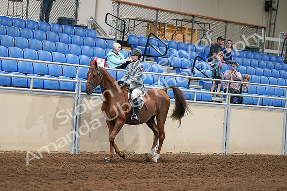 2020 - AB Morgan Horse - Fri, Sept 04 - 02945