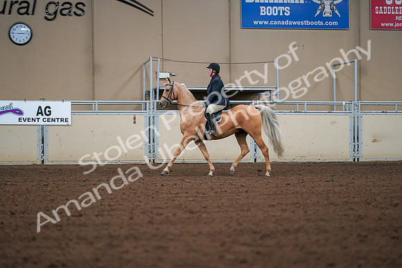2019 Morgan Horse Show - Aug 30, 2019 - 16174