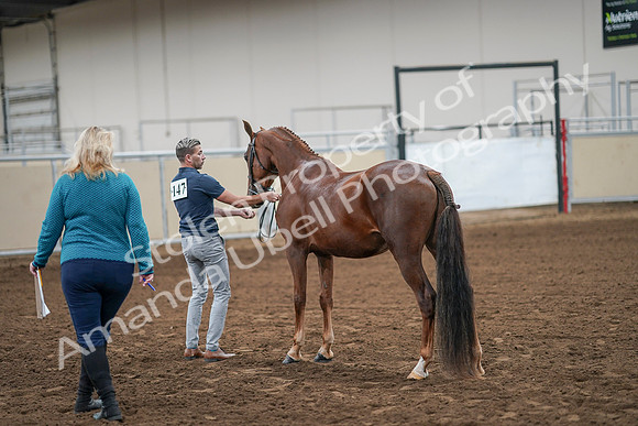 2020 - AB Morgan Horse - Sat, Sept 05 - 00207