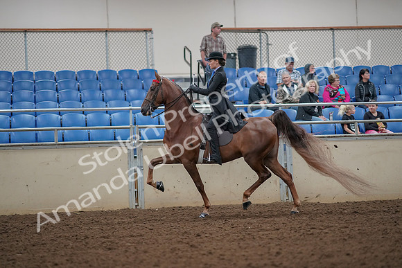 2019 Morgan Horse Show - Aug 30, 2019 - 24981