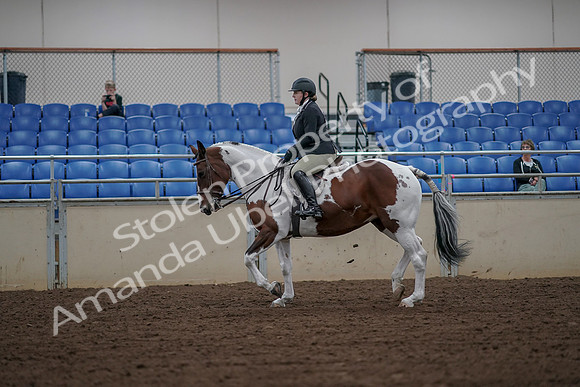 2019 Morgan Horse Show - Aug 30, 2019 - 14929