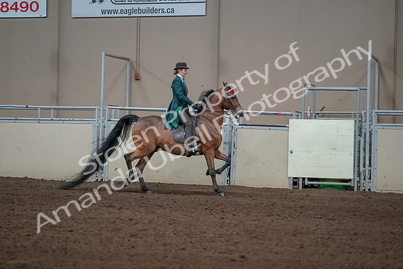 2019 Morgan Horse Show - Sept 01, 2019 - 13313