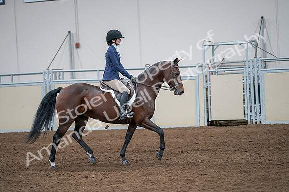 2020 - AB Morgan Horse - Fri, Sept 04 - 05990