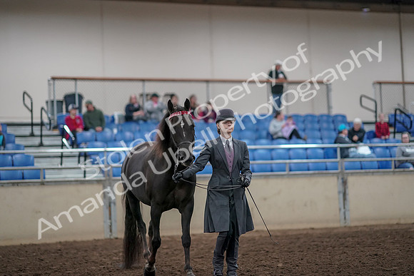 2019 Morgan Horse Show - Aug 31, 2019 - 01978