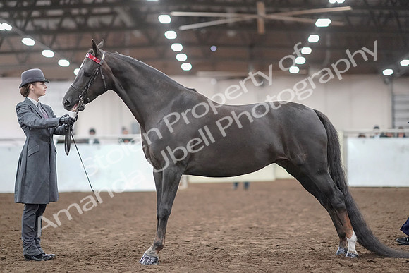 2019 Morgan Horse Show - Aug 31, 2019 - 01950
