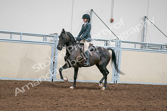2020 - AB Morgan Horse - Sat, Sept 05 - 09061