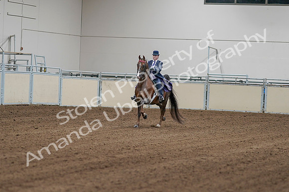 2020 - AB Morgan Horse - Fri, Sept 04 - 08139