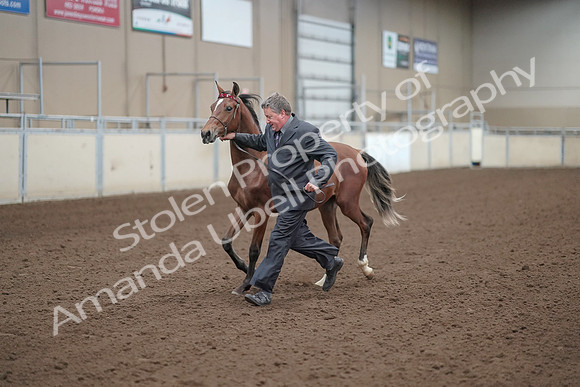 2019 Morgan Horse Show - Aug 31, 2019 - 00251