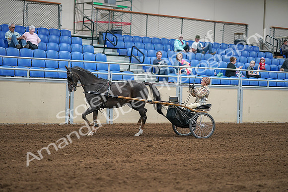2020 - AB Morgan Horse - Sat, Sept 05 - 05847