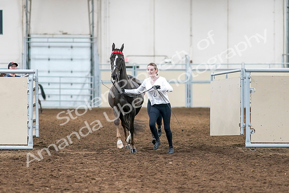 2020 - AB Morgan Horse - Sat, Sept 05 - 00632