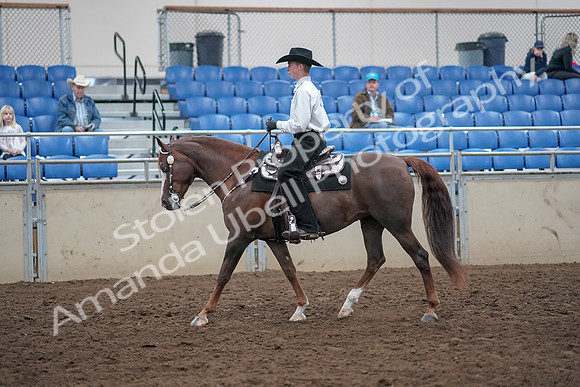 2019 Morgan Horse Show - Aug 31, 2019 - 14116