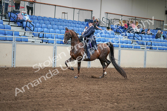 2020 - AB Morgan Horse - Fri, Sept 04 - 07886