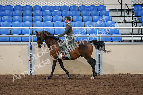 2020 - AB Morgan Horse - Fri, Sept 04 - 03318