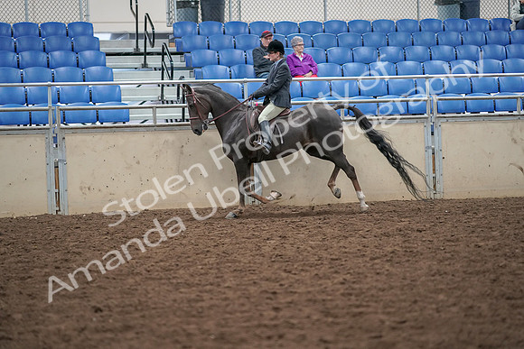 2019 Morgan Horse Show - Aug 30, 2019 - 20493