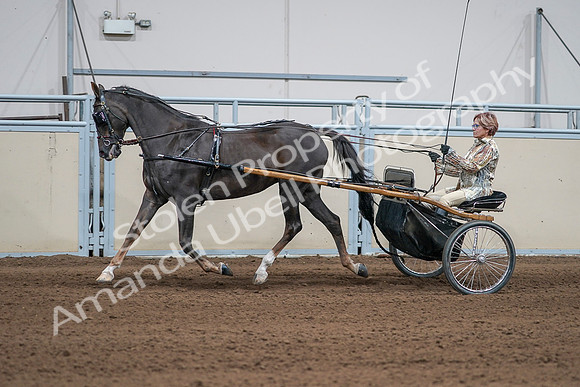 2020 - AB Morgan Horse - Sat, Sept 05 - 05884