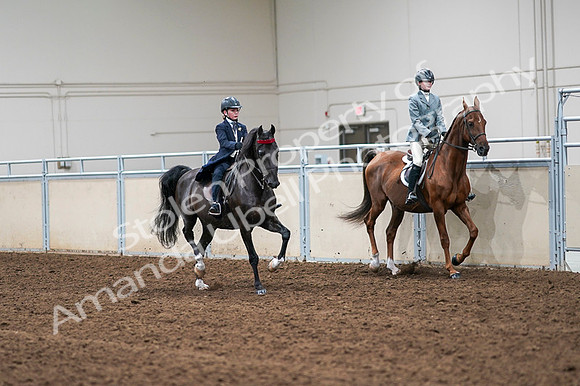 2020 - AB Morgan Horse - Fri, Sept 04 - 03159