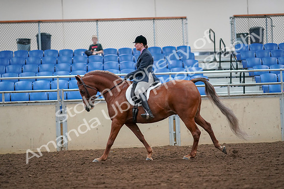 2019 Morgan Horse Show - Aug 30, 2019 - 16320
