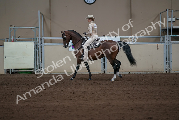 2019 Morgan Horse Show - Sept 01, 2019 - 06965