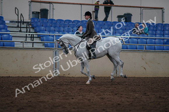 2019 Morgan Horse Show - Sept 01, 2019 - 08711