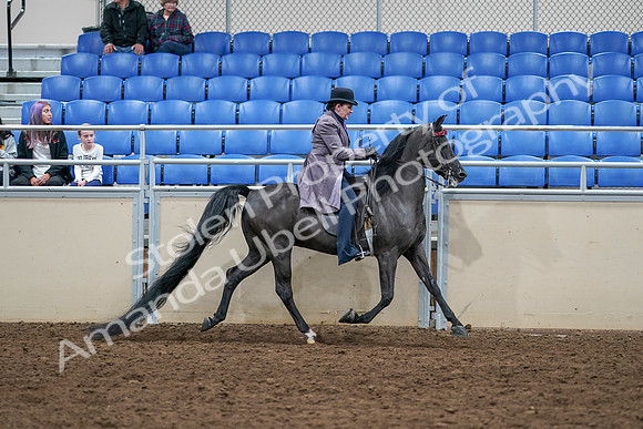 2020 - AB Morgan Horse - Sat, Sept 05 - 13844