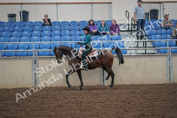 2019 Morgan Horse Show - Aug 30, 2019 - 25902