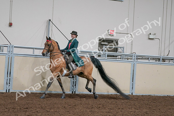 2020 - AB Morgan Horse - Sat, Sept 05 - 13786