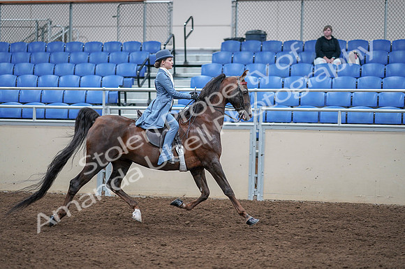 2020 - AB Morgan Horse - Fri, Sept 04 - 05072