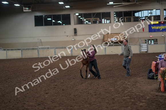 2019 Morgan Horse Show - Aug 31, 2019 - 00473