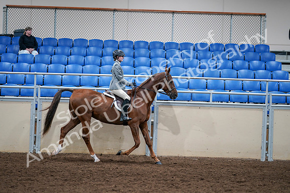 2020 - AB Morgan Horse - Fri, Sept 04 - 03184
