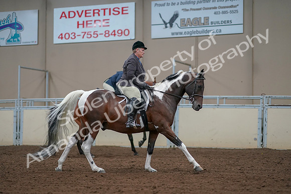 2019 Morgan Horse Show - Aug 30, 2019 - 16446