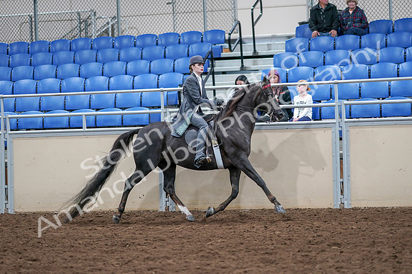 2020 - AB Morgan Horse - Sat, Sept 05 - 13920