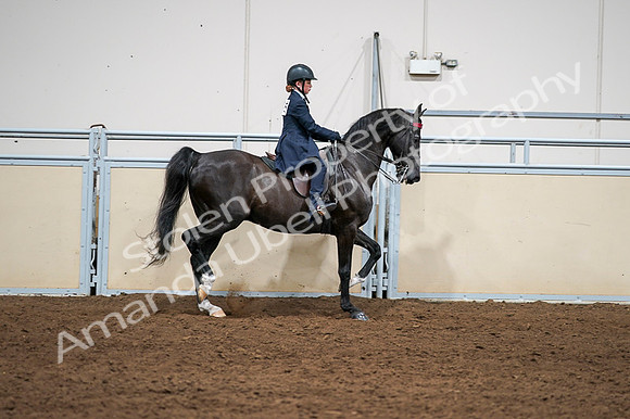 2020 - AB Morgan Horse - Fri, Sept 04 - 03088