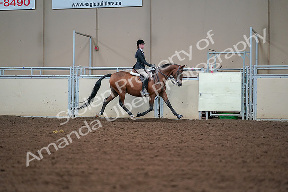 2019 Morgan Horse Show - Aug 30, 2019 - 20910