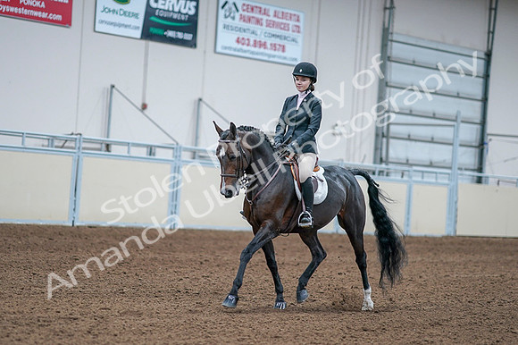 2020 - AB Morgan Horse - Fri, Sept 04 - 06164