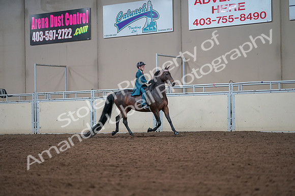 2019 Morgan Horse Show - Aug 30, 2019 - 17992