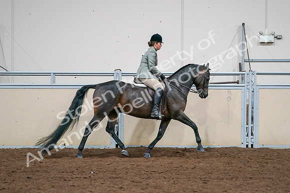 2020 - AB Morgan Horse - Sat, Sept 05 - 14517