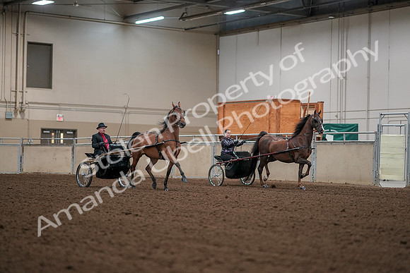 2019 Morgan Horse Show - Aug 30, 2019 - 13380