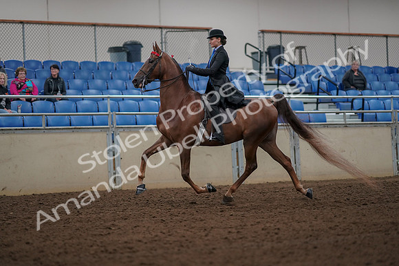 2019 Morgan Horse Show - Aug 30, 2019 - 25123