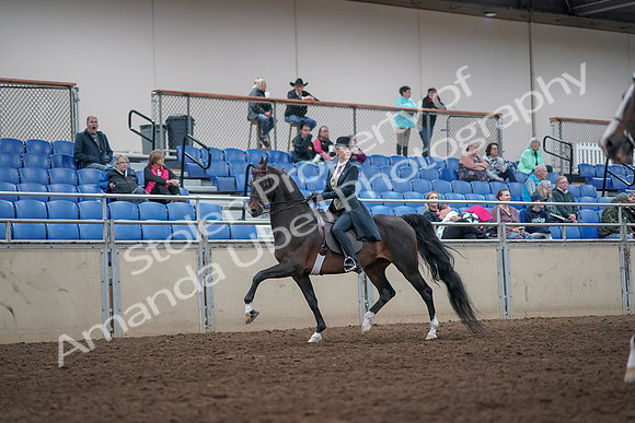 2019 Morgan Horse Show - Aug 31, 2019 - 08603