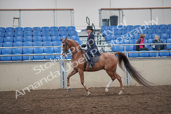 2019 Morgan Horse Show - Aug 31, 2019 - 16898