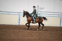 2020 - AB Morgan Horse - Fri, Sept 04 - 03302