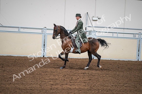 2020 - AB Morgan Horse - Fri, Sept 04 - 03302