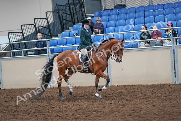 2020 - AB Morgan Horse - Sat, Sept 05 - 05102