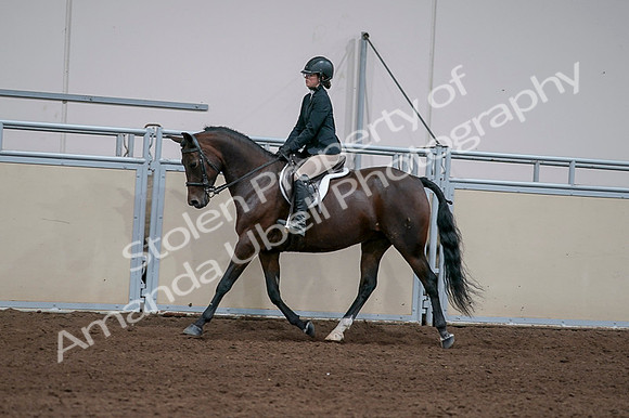 2020 - AB Morgan Horse - Fri, Sept 04 - 05953