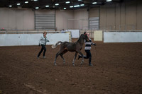 2019 Morgan Horse Show - Aug 31, 2019 - 00192