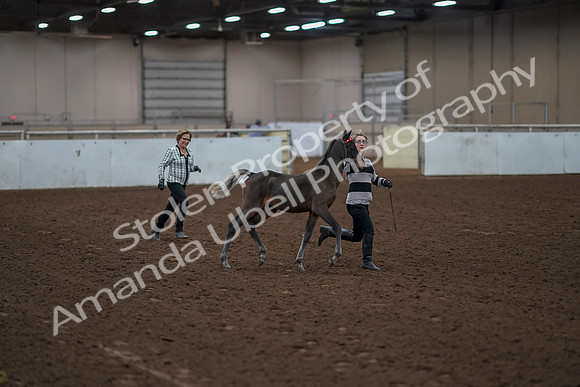2019 Morgan Horse Show - Aug 31, 2019 - 00192