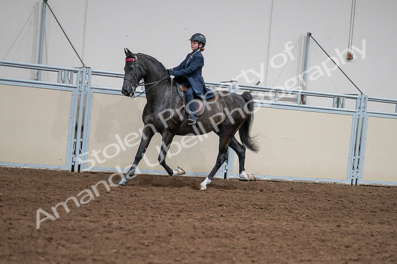 2020 - AB Morgan Horse - Fri, Sept 04 - 03012